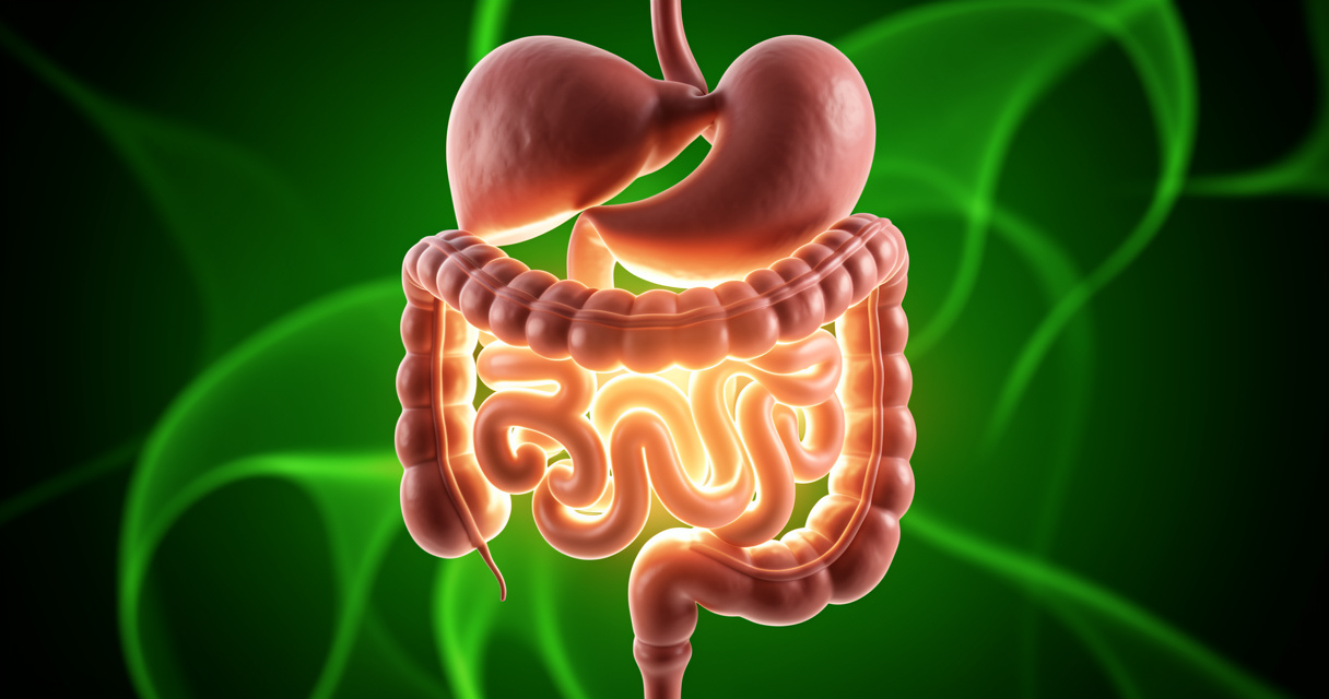 Ilustración del sistema digestivo humano destacando el intestino delgado para mostrar beneficios de la glutamina