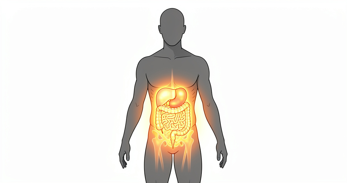 Silueta humana con zonas resaltadas de intestino y músculos beneficiadas por la glutamina